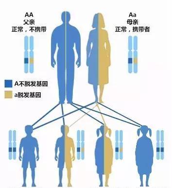 他被脫發(fā)“啃老”是與遺傳有關(guān)??！